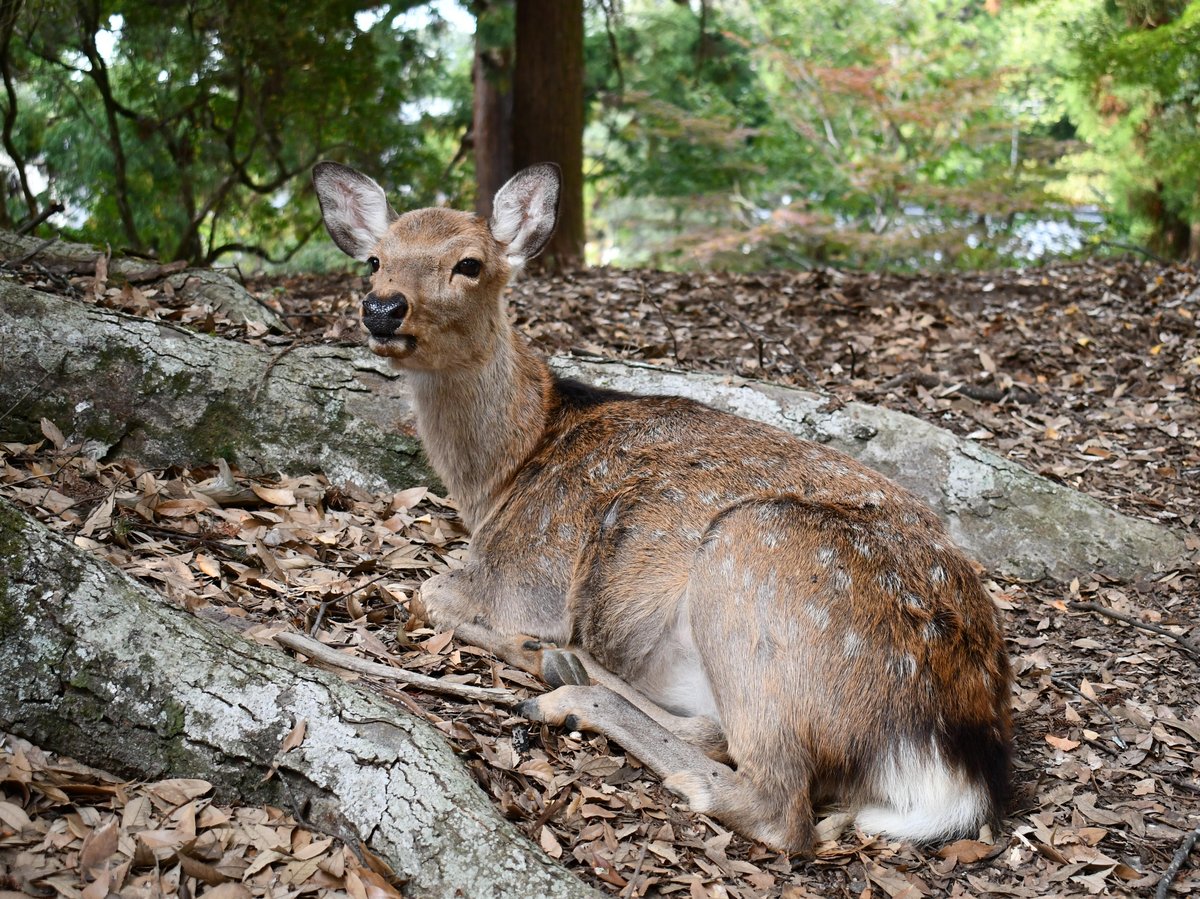 #89:
          Sika Deer, Female, Nara.
          f/ at mm - Shutter Speed: - ISO: